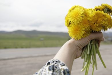 hand holding dandelion flowers
