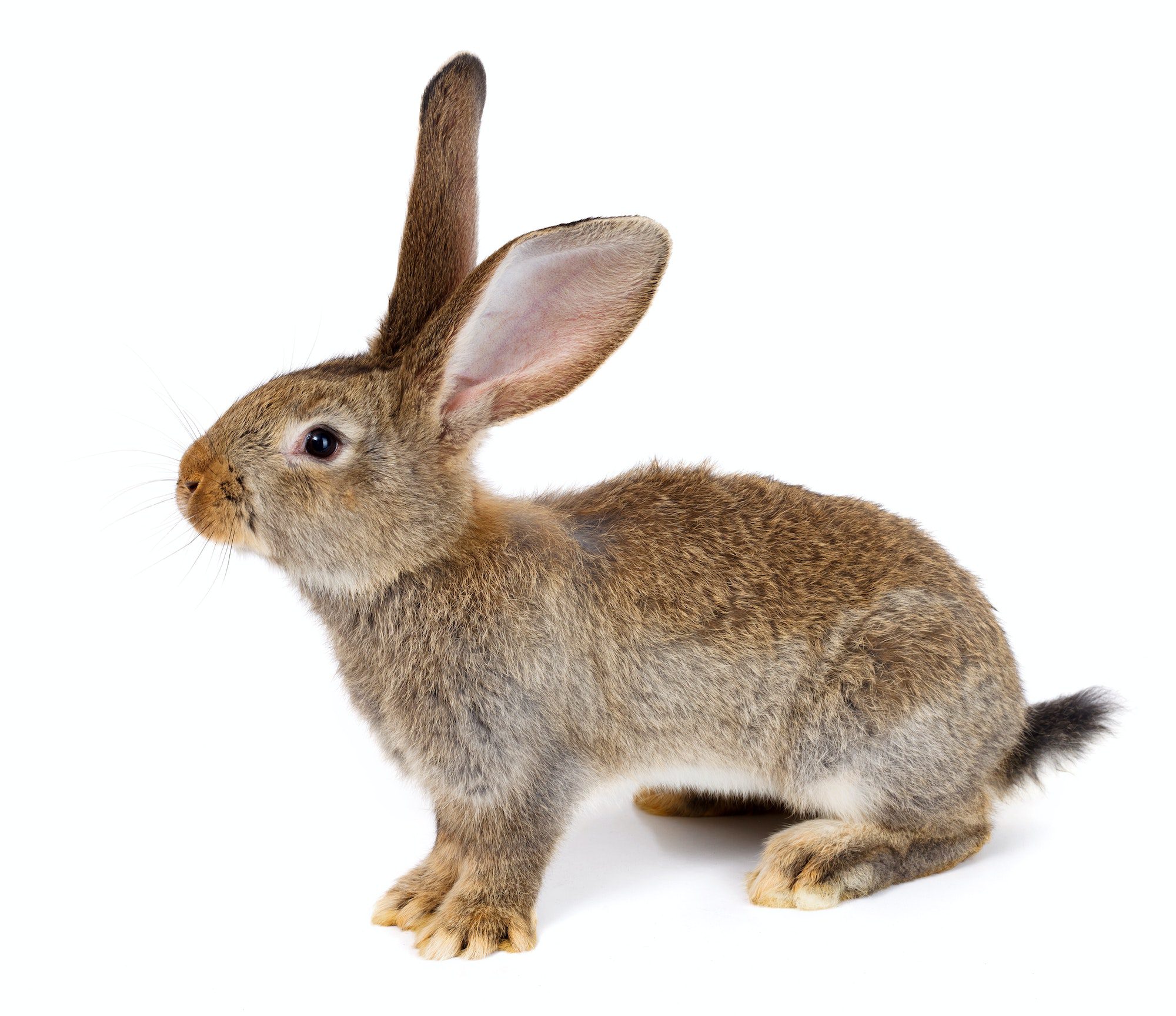 Brown rabbit on white background