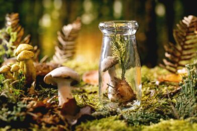 Fairy tale ambiance magical autumn forest background