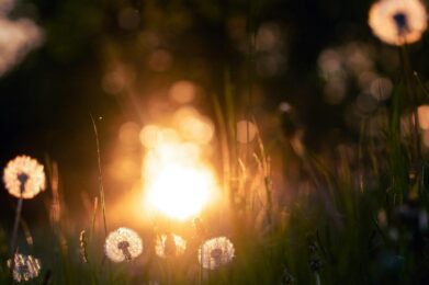 a field of dandelions with the sun in the background