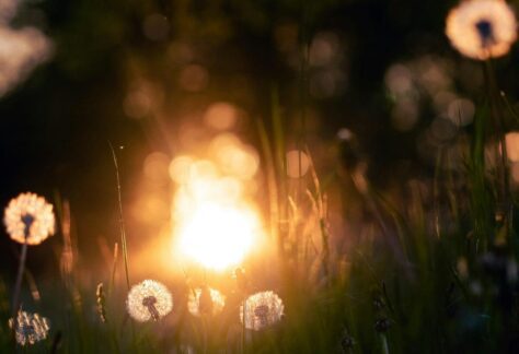 a field of dandelions with the sun in the background